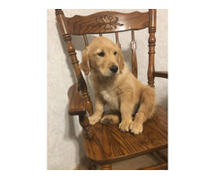 Beautiful Litter Of Golden Irish Puppies 800 In Macon Georgia Puppies For Sale Near Me