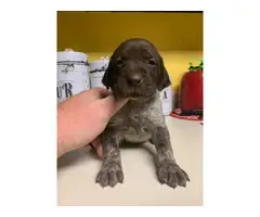 8 German Shorthaired Pointer puppies available - 6