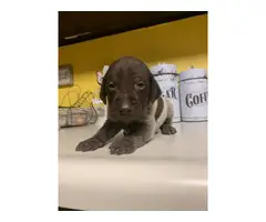8 German Shorthaired Pointer puppies available - 9