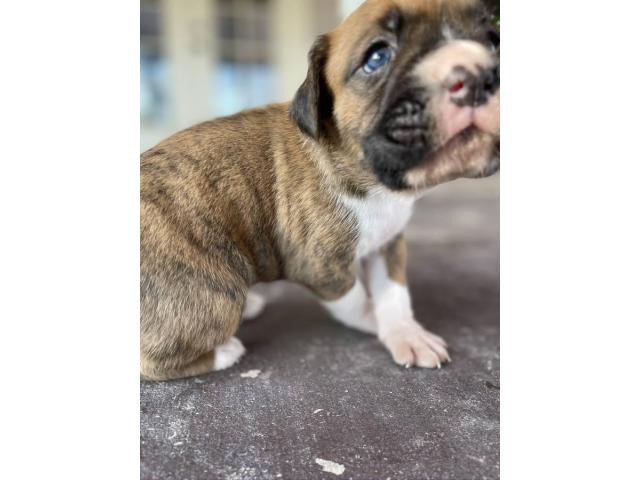 4 male 3 female Boxer puppies Fresno - Puppies for Sale Near Me