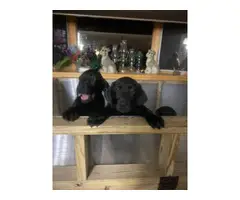 2 AKC black Labrador puppies for sale - 2