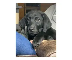2 AKC black Labrador puppies for sale - 4