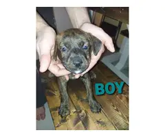 10 pitweiler puppies looking for a forever home