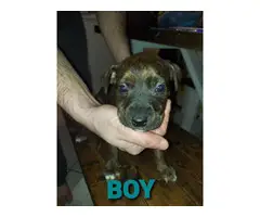 10 pitweiler puppies looking for a forever home