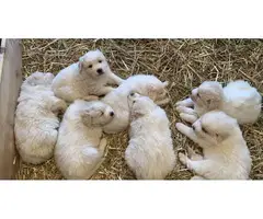 Great Pyrenees puppies for sale - 1