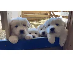 Great Pyrenees puppies for sale - 2
