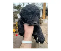 Aussiedoodle puppies  3 males and 1 female - 1
