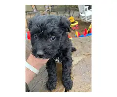 Aussiedoodle puppies  3 males and 1 female - 3