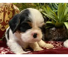 4 Akc Cavalier King Charles Spaniels for sale - 2