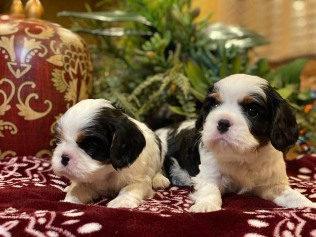 4 Akc Cavalier King Charles Spaniels for sale in San