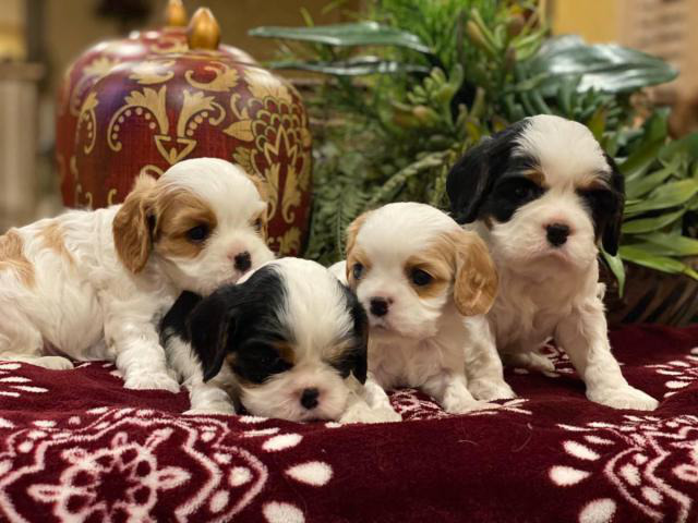 4 Akc Cavalier King Charles Spaniels for sale in San
