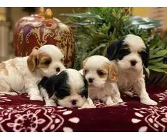 4 Akc Cavalier King Charles Spaniels for sale - 6