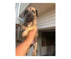 AKC registered Great Dane puppies for sale - 3