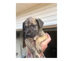 AKC registered Great Dane puppies for sale - 4