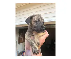 AKC registered Great Dane puppies for sale - 5