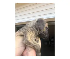 AKC registered Great Dane puppies for sale - 6