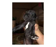 AKC registered Great Dane puppies for sale - 8