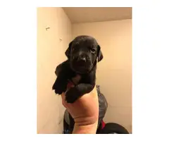 AKC registered Great Dane puppies for sale - 9