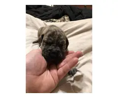AKC registered Great Dane puppies for sale - 10