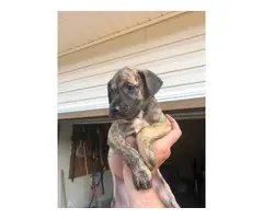 AKC registered Great Dane puppies for sale - 12
