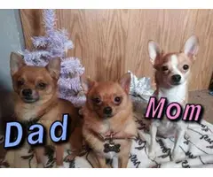 12 weeks old Pomchi puppies available - 7