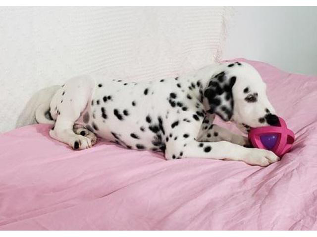 2 Dalmatian puppies for sale in New York, New York