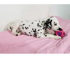 2 Dalmatian  puppies for sale - 2