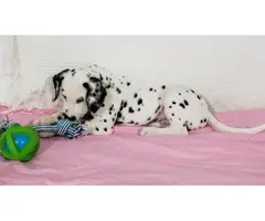 2 Dalmatian  puppies for sale - 3