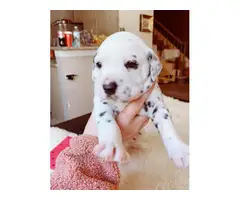 2 Dalmatian  puppies for sale - 4