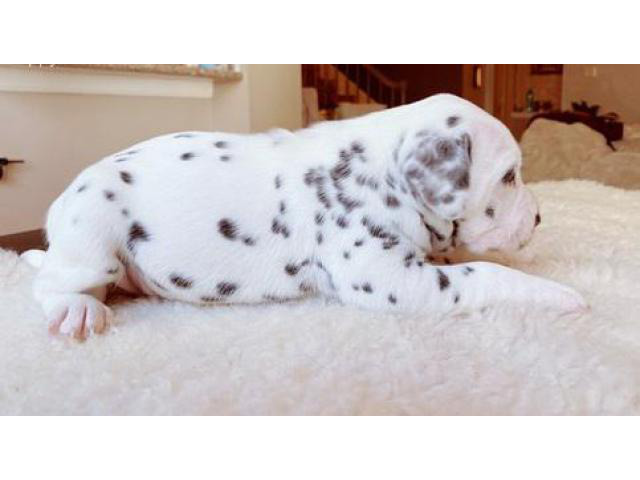 2 Dalmatian puppies for sale in New York, New York