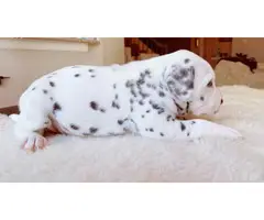 2 Dalmatian  puppies for sale - 5