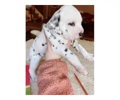 2 Dalmatian  puppies for sale - 6