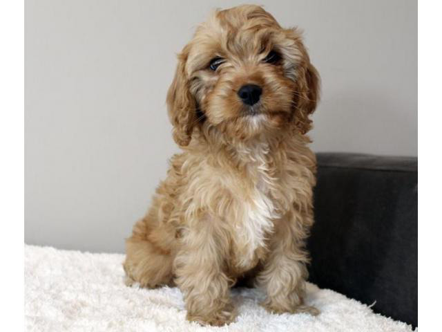 Gorgeous Red F1b Cavapoo Puppies Los Angeles - Puppies for Sale Near Me