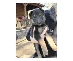 5 Purebred German Shepherd puppies needing new home - 1