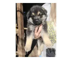 5 Purebred German Shepherd puppies needing new home - 3