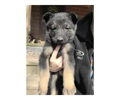 5 Purebred German Shepherd puppies needing new home - 4