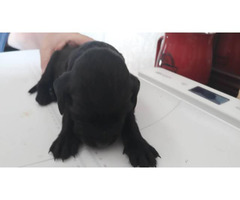 Gordon Setter Irish Setter Puppies In Dallas Texas Puppies For Sale Near Me