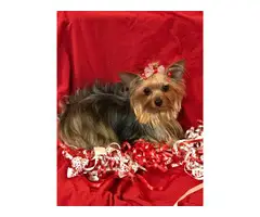 AKC Show quality Yorkshire Terrier Pup for Sale - 1