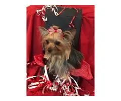 AKC Show quality Yorkshire Terrier Pup for Sale - 2