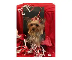 AKC Show quality Yorkshire Terrier Pup for Sale - 3