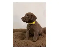 AKC Chocolate Lab puppies for Sale