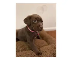 AKC Chocolate Lab puppies for Sale - 2