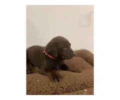 AKC Chocolate Lab puppies for Sale - 3