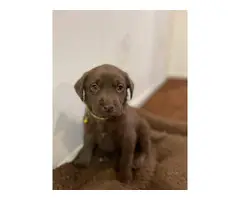 AKC Chocolate Lab puppies for Sale - 4