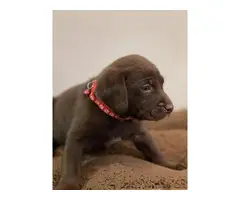 AKC Chocolate Lab puppies for Sale - 5