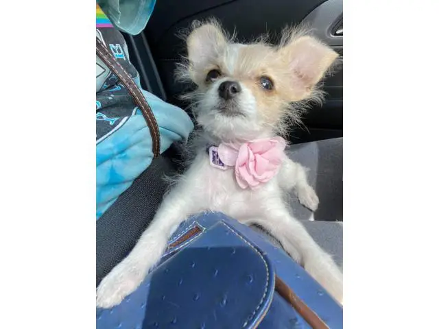 5 months old Chi-poo puppy needing a great home - 1/3