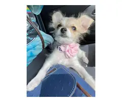 5 months old Chi-poo puppy needing a great home