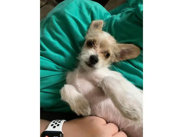 5 months old Chi-poo puppy needing a great home - 2/3