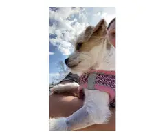 5 months old Chi-poo puppy needing a great home - 3