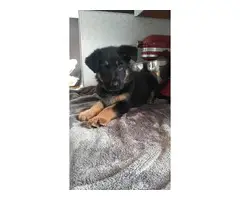 AKC family raised German Shepherd puppies for sale - 2